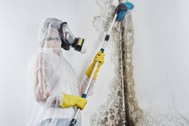Best Insurance-Related Mold Remediation in Primera, TX