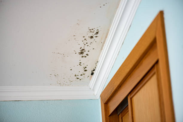 Best Attic Mold Remediation in Primera, TX