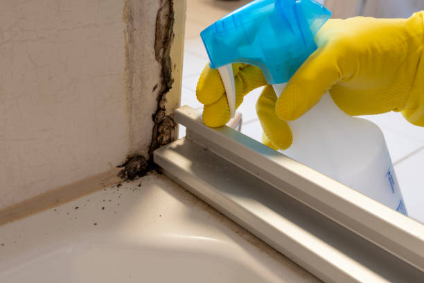 Best Mold Testing and Inspection Services in Primera, TX