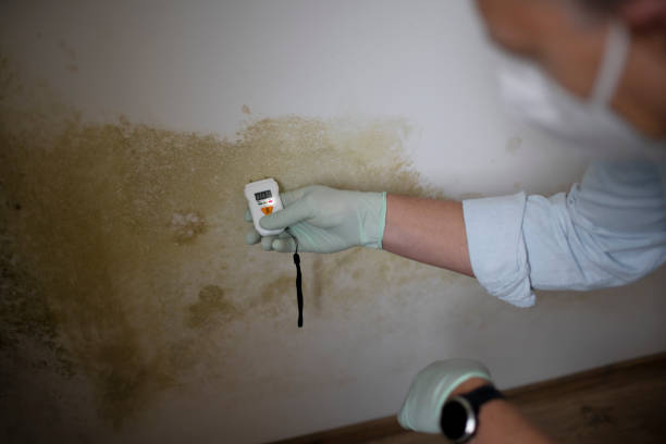 Best Crawl Space Mold Remediation in Primera, TX