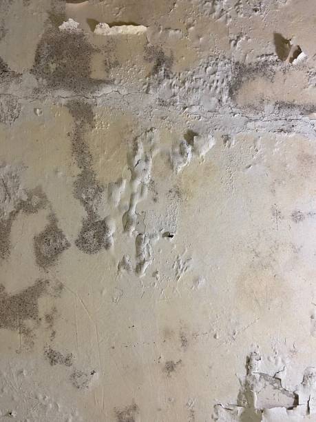 Best Post-Flood Mold Remediation in Primera, TX