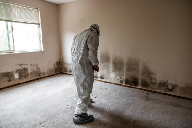 Primera, TX Mold Remediation Company