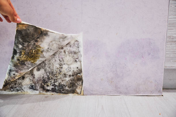 Best Commercial Mold Remediation in Primera, TX